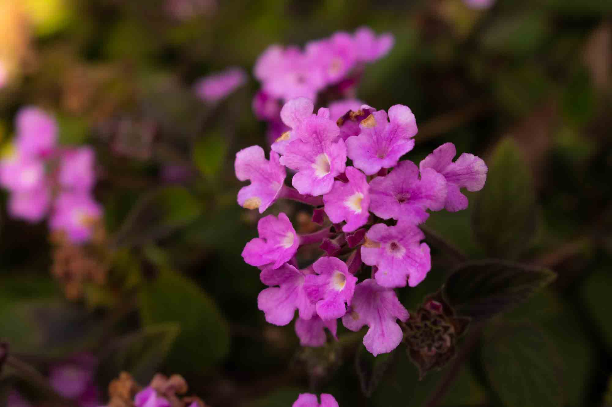 The Color of Light - Photo 3