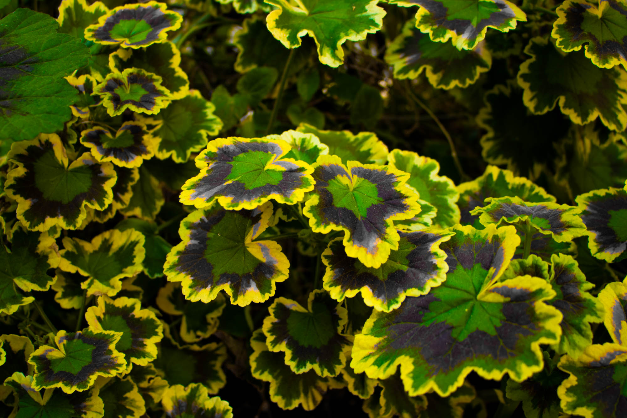 Color Schemes - Photo 5
